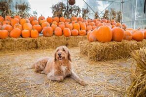 Лабрадудль: фото на фоне тыкв