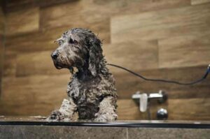 Мойка собаки породы лабрадудль