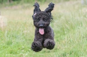 Щенок лабрадудля