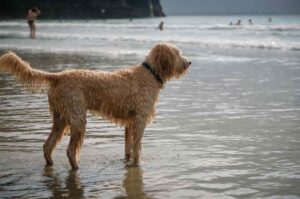 Взрослая собака породы лабрадудль на побережье