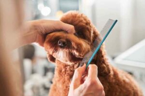 Лабрадудль: уход за шерстью