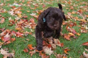 Черный щенок лабрадудля в осенней листве