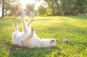 Собака лабрадудль катается по траве