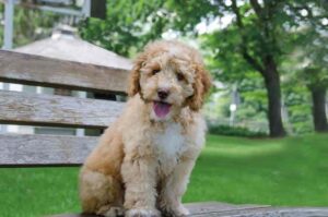 Лабрадудль: фото