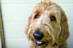 Стандарт породы лабрадудль