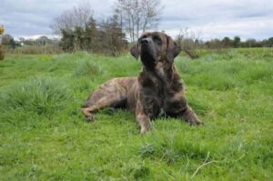 Собака тоса-ину Фото тоса-ину