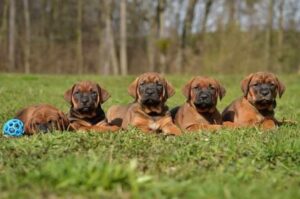 Щенки тоса-ину Щенки породы тоса-ину