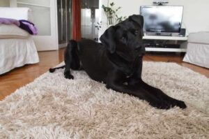 Тоса-ину содержание в квартире Собака тоса-ину: содержание в квартире