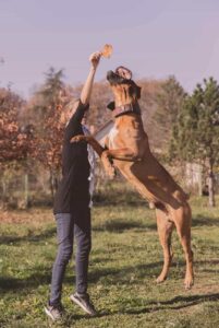 Как дрессировать тоса-ину Тоса-ину: дрессура