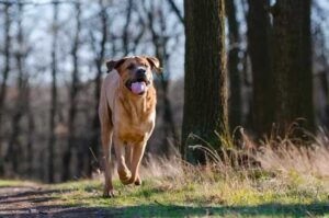 Порода собак тоса-ину Тоса-ину бежит в лесу