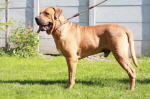 Порода тоса-ину Японская порода тоса-ину