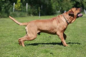 Характеристика породы тоса-ину Характеристика собаки тоса-ину