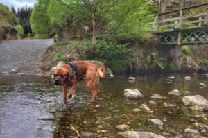 Тоса-ину идет по реке Собака породы тоса-ину идет по реке