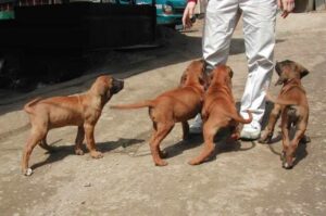 Щенята тоса-ину Резвые щенки породы тоса-ину