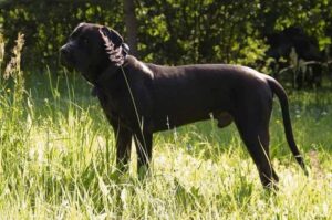 Черный тоса-ину Собака тоса-ину черного окраса