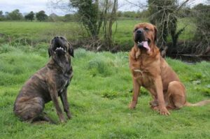 Два японских тоса-ину Два тоса-ину