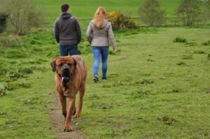 Японский тоса-ину Японская собака тоса-ину