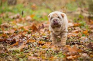 Щенок шарпея молочного окраса