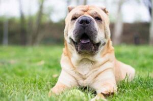 Фото китайского шарпея