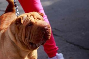 Шарпей на прогулке с хозяйкой