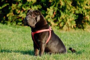 Щенок шарпея черного окраса