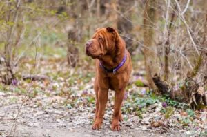 Фотография шарпея