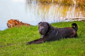 Черный шарпей на берегу озера