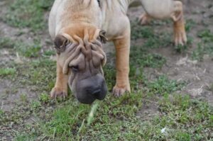 Порода собаки шарпей