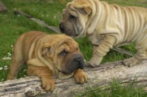 Два красивых щенка шарпея