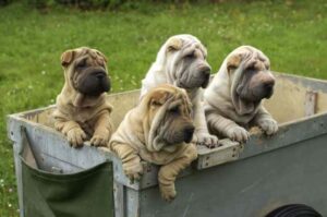 Щенки шарпея