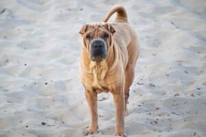 Собака породы шарпей