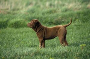 Шарпей характер