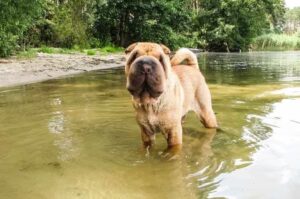 Фото шарпея в воде