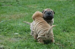 Щенки породы шарпей