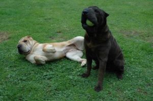 Шарпеи играют на траве