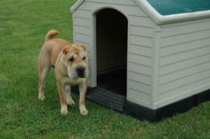 Шарпей рядом со своей будкой