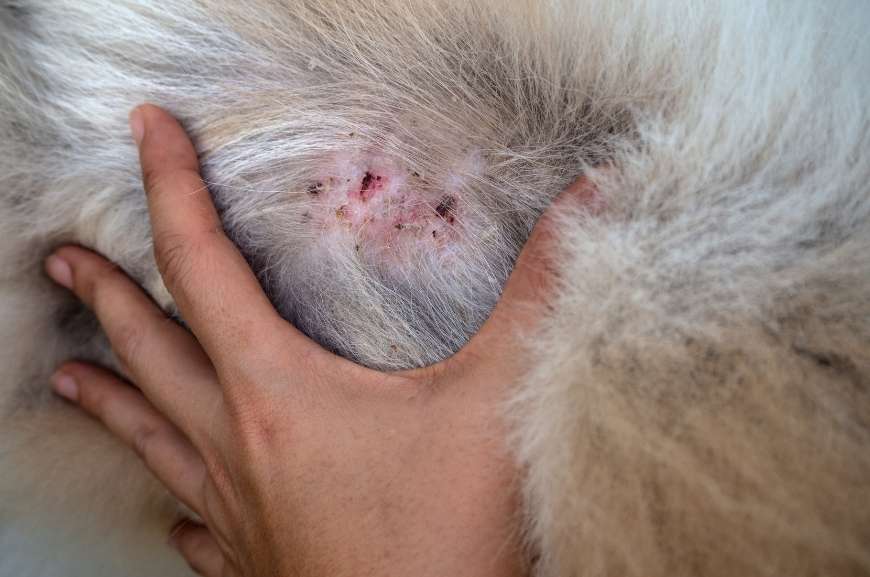 Проявления блошиного дерматита у собак