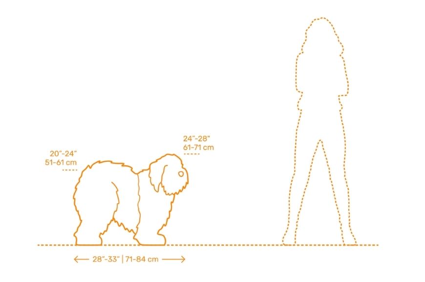 Размеры собаки бобтейл 