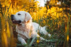 Порода собак золотистый ретривер