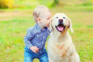 Малыш целует золотистого ретривера
