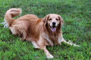 Старая собака породы золотистый ретривер