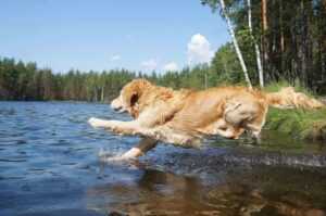 Золотистый ретривер прыгает в реку