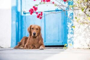 Золотистый ретривер пшеничного окраса