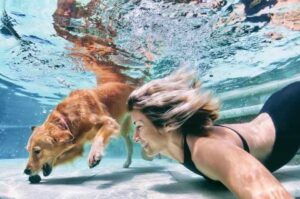 Золотистый ретривер ныряет в бассейне с хозяйкой