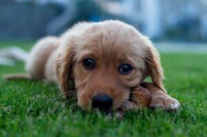 Щенок золотистого ретривера