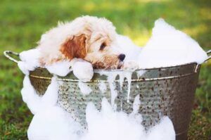 Щенок золотистого ретривера в тазу с пеной