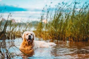 Золотистый ретривер в речке
