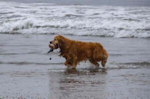 Золотистый ретривер вылез из моря