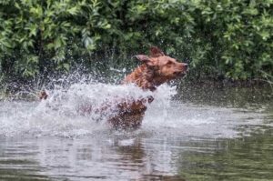 Ретривер золотистый плескается в воде