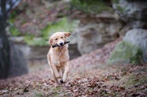 Резвый золотистый ретривер